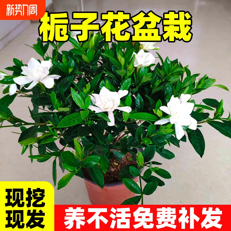 栀子花盆栽花卉植物室内绿萝箩阳台水培绿植茉莉花四季好养九里香