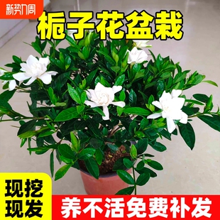 栀子花盆栽花卉植物室内绿萝箩阳台水培绿植茉莉花四季 好养九里香