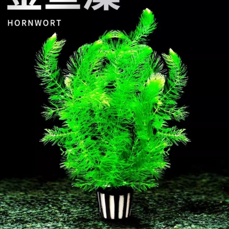 金鱼藻蜈蚣草水草植物绿菊鱼缸造景水培真草养鱼草缸绿植净水新手