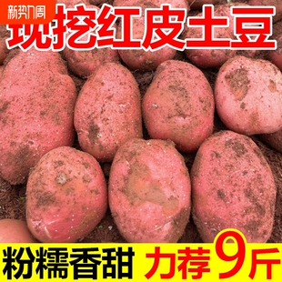 2026现挖云南高山红皮黄心土豆新鲜现发 农家大洋芋粉糯马铃薯 包邮