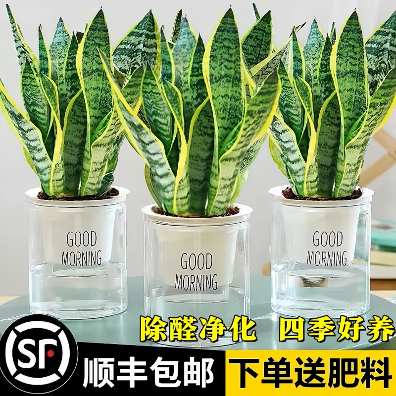 虎皮兰绿植客厅小盆栽水培植物