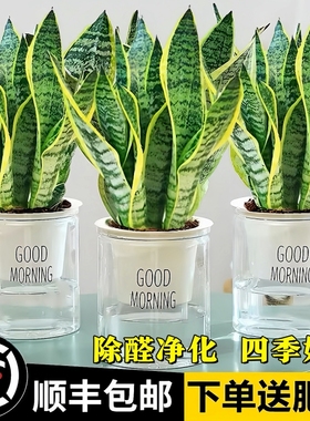 虎皮兰绿植客厅小盆栽水培植物室内办公室名贵四季虎尾兰金边大型