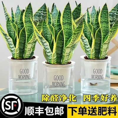 虎皮兰绿植客厅小盆栽水培植物