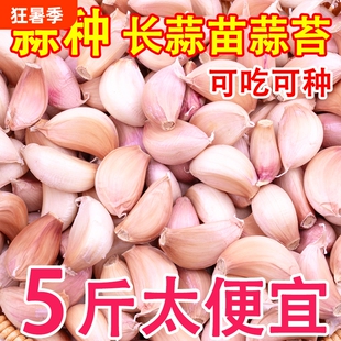 金乡皮蒜种蒜瓣可种大蒜头籽新鲜农家出蒜苔蒜苗批发鲜蒜精选发芽