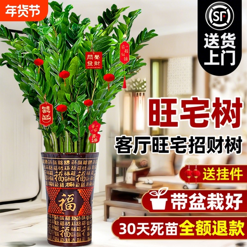 大型绿植金钱树盆栽客厅旺宅树发财树乔迁摆件真花植物新居室内
