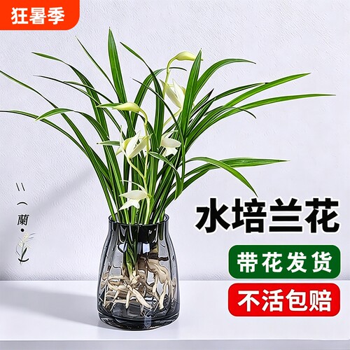 室内耐寒兰花苗盆栽|超1万次加购
