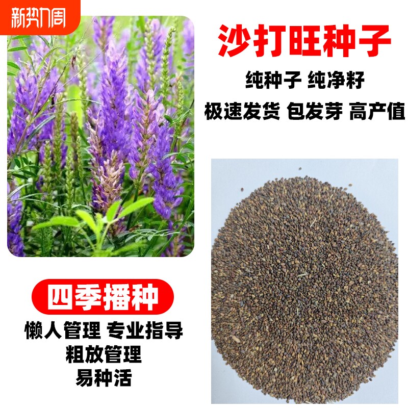 沙打旺种子多年生牧草籽四季常青果园绿肥防沙固土护坡绿化草种孑