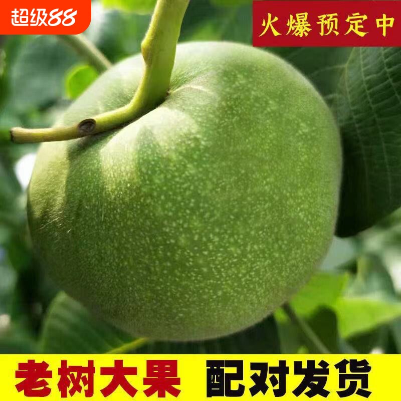 当年新摘青皮文玩核桃带皮四座楼狮子头官帽麻核桃苹果园把玩盘玩