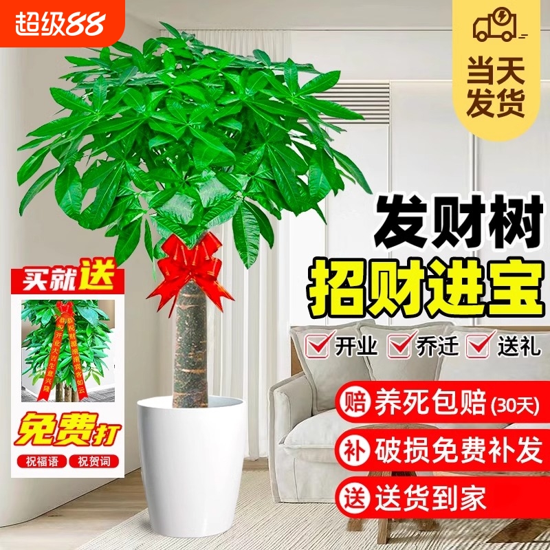发财树客厅盆栽大绿植室内大型步步高招财树绿植物办公室乔迁开业