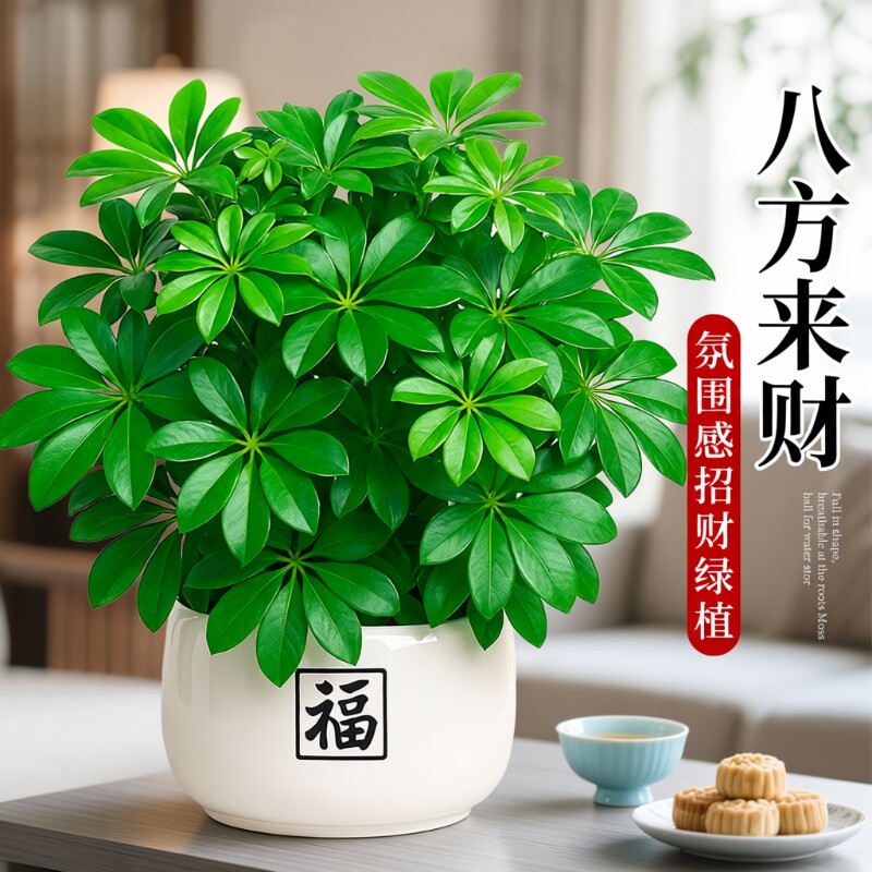 鸭脚木绿植盆栽发财树室内招财旺宅桌面盆景客厅八方来财四季植物