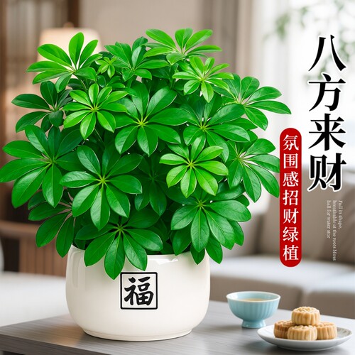 鸭脚木绿植盆栽发财树客厅旺宅室内招财桌面盆景八方来财四季植物