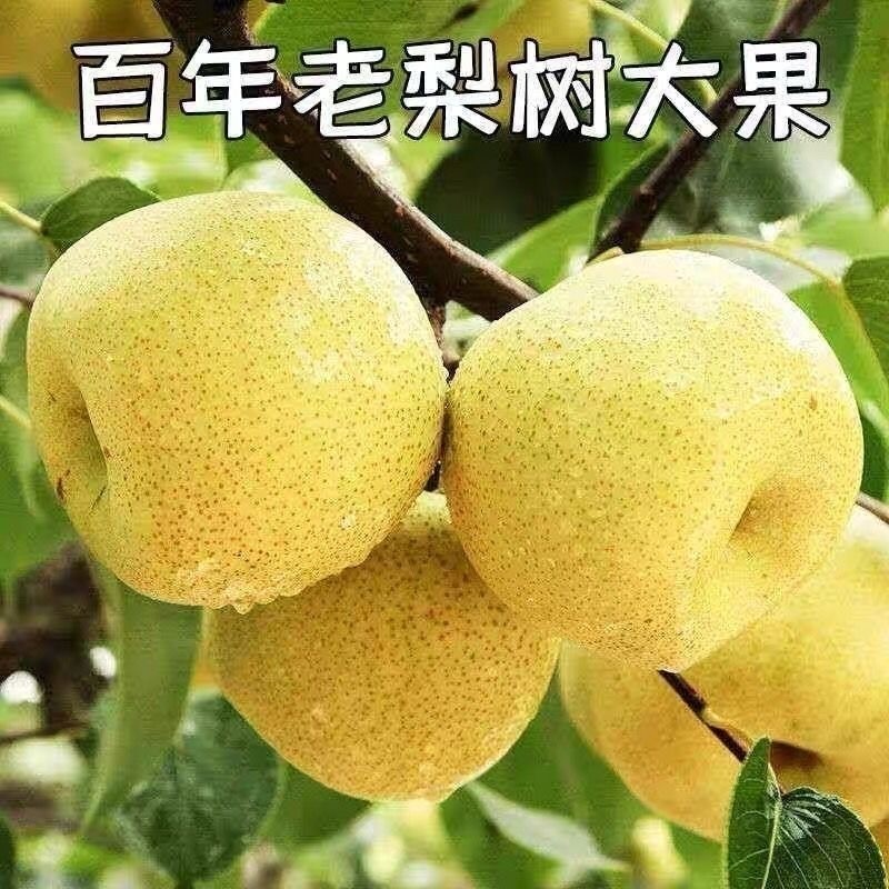 安徽砀山正宗酥梨山梨新鲜水果冰糖雪梨汁烤梨用爆汁鸭梨百年梨树,水产肉类/新鲜蔬果/熟食,梨,淘宝优惠券,粉丝福利购,淘宝优惠卷