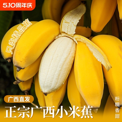 广西小米蕉当季新鲜水果自然熟