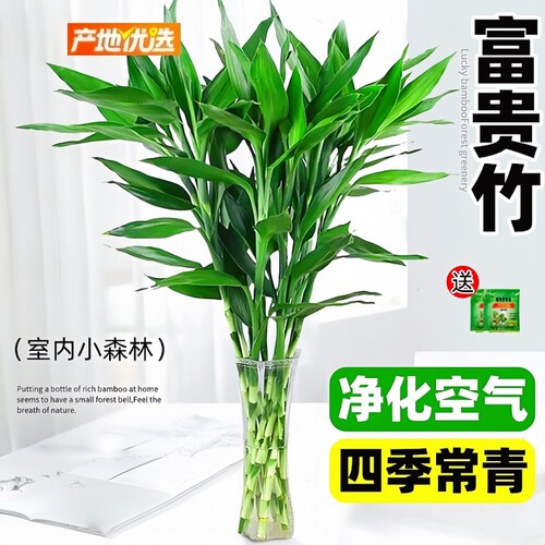 富贵竹水培植物客厅花卉绿植盆栽招财竹室内文昌竹带根转运竹