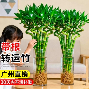 转运竹富贵竹水培植物室内好养龙竹文昌竹客厅招财竹子盆栽粗杆