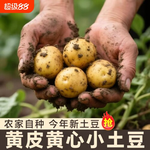 新鲜恩施富硒黄心小土豆