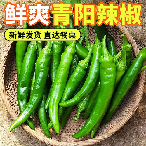 山东本地青阳土辣椒香辣脆嫩正宗当季现摘新鲜蔬菜批发尖椒微辣