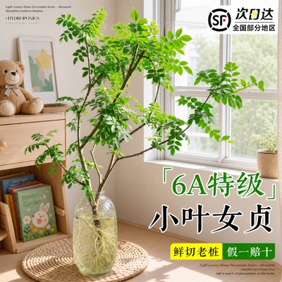 小叶女贞水培植物老桩造型树室内绿植好养活四季常青观叶观茎植物