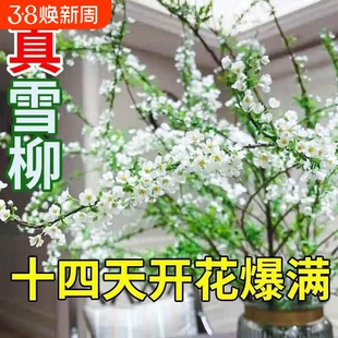 雪柳干枝鲜枝水培雪柳干支盆栽水养鲜切花年宵花束枝条树苗喷雪花