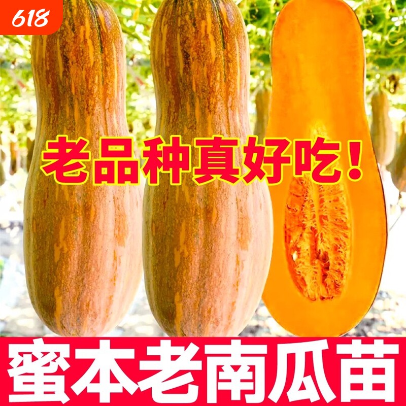 西葫芦秧苗高产早熟农家庭院蔬菜秧苗春夏季菜瓜四季盆栽西葫芦苗
