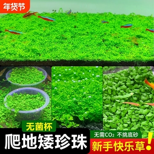 珍珠草无菌杯爬地矮珍珠鱼缸水草趴地矮阴性前景草造景专用铺草坪