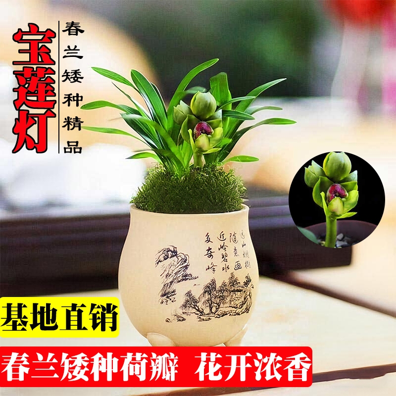 春兰矮种宝莲灯精品荷瓣兰花苗冬带花苞室内好养浓香小盆栽花卉