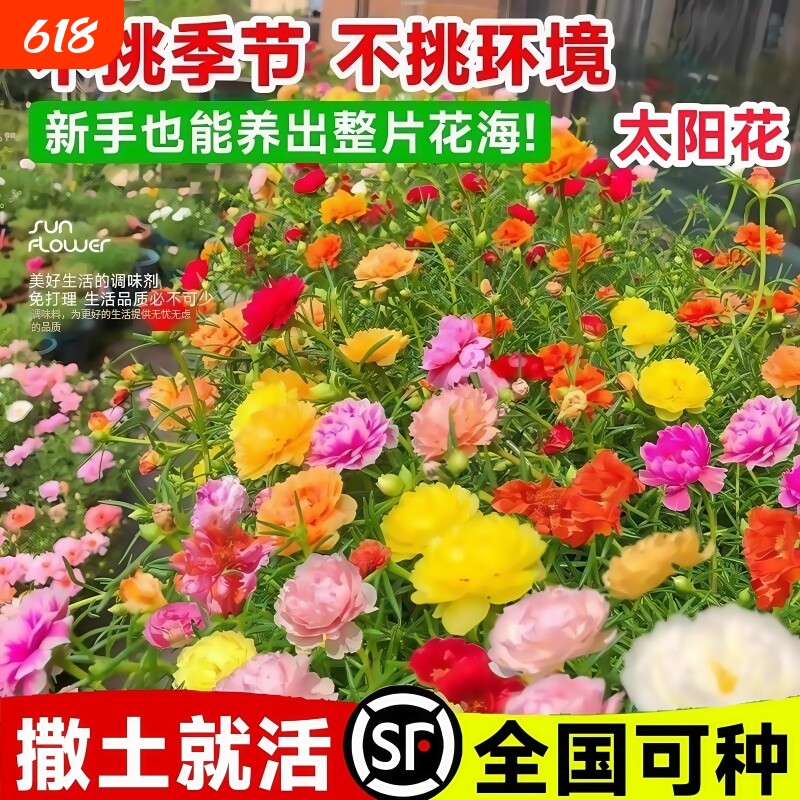 重瓣太阳花种子花种籽子室内室外观花卉植物花籽四季播种开花易活