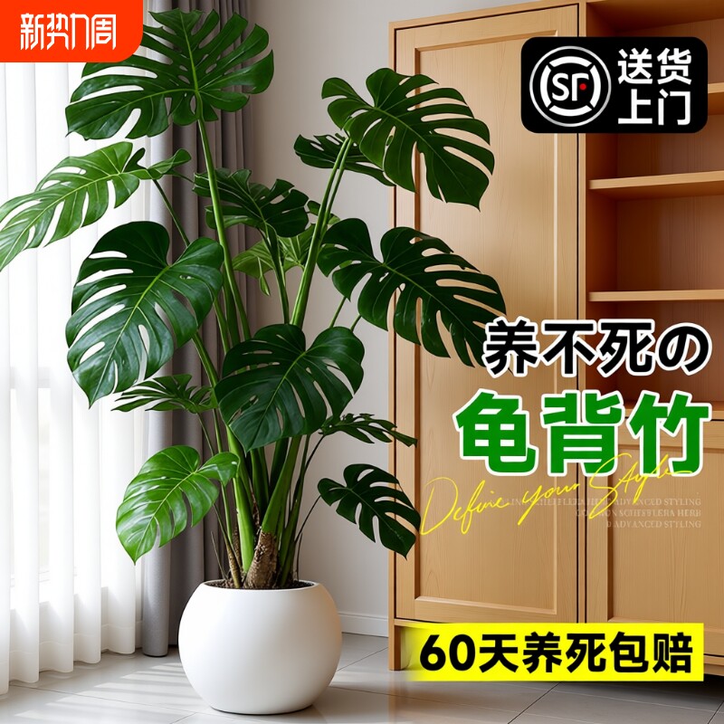 龟背竹客厅大盆栽老桩植物办公室大型绿植室内盆景净化空气除甲醛