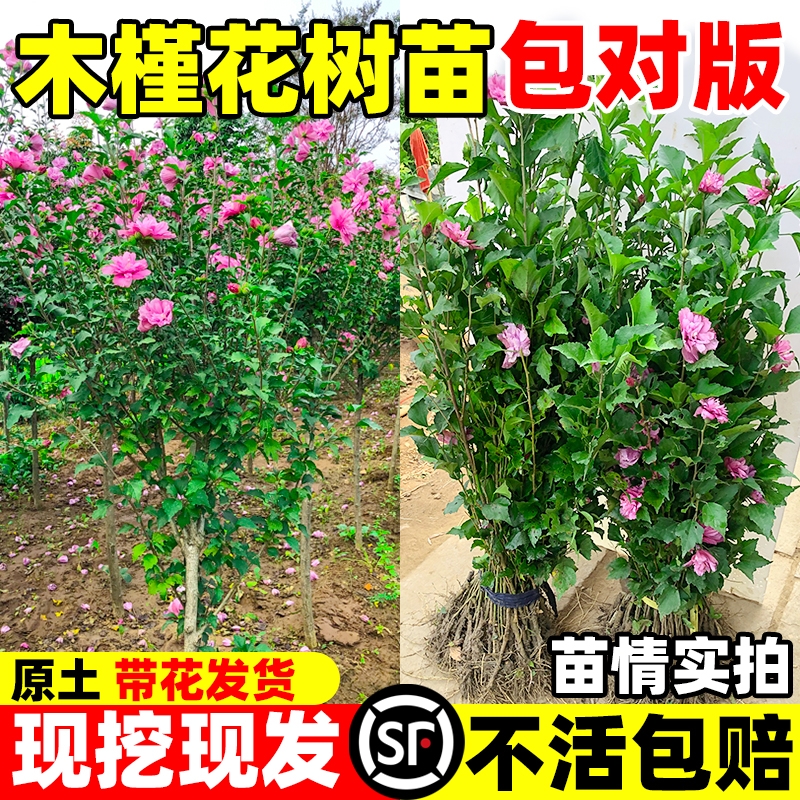 木槿花树苗可食用重瓣大苗室外庭院地栽阳台盆栽耐寒开花种植