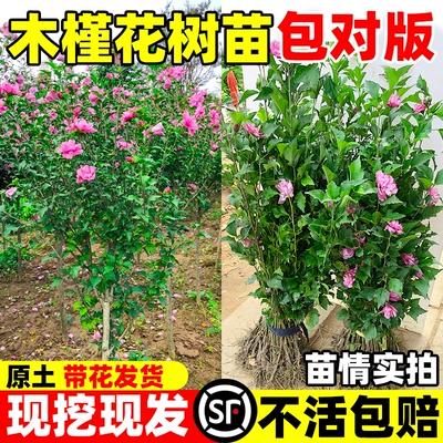 木槿花树苗可食用木槿花重瓣大苗室外庭院地栽阳台盆栽耐寒好养活