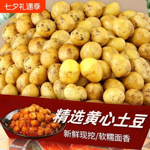 农家黄心土豆皮薄实心炖菜出沙