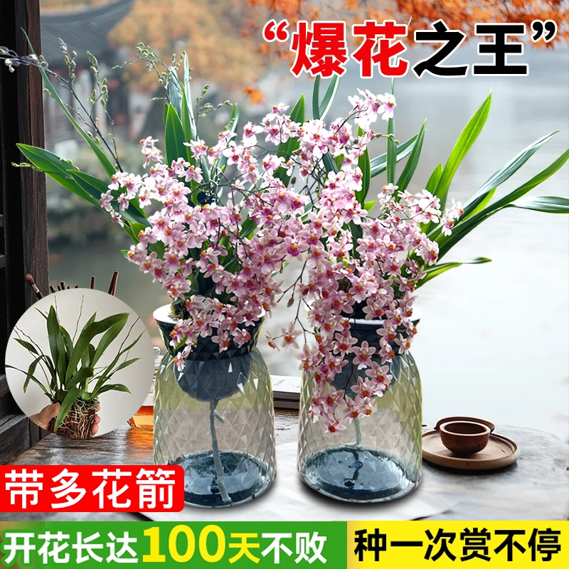 文心兰室内好养花|超1000人收藏