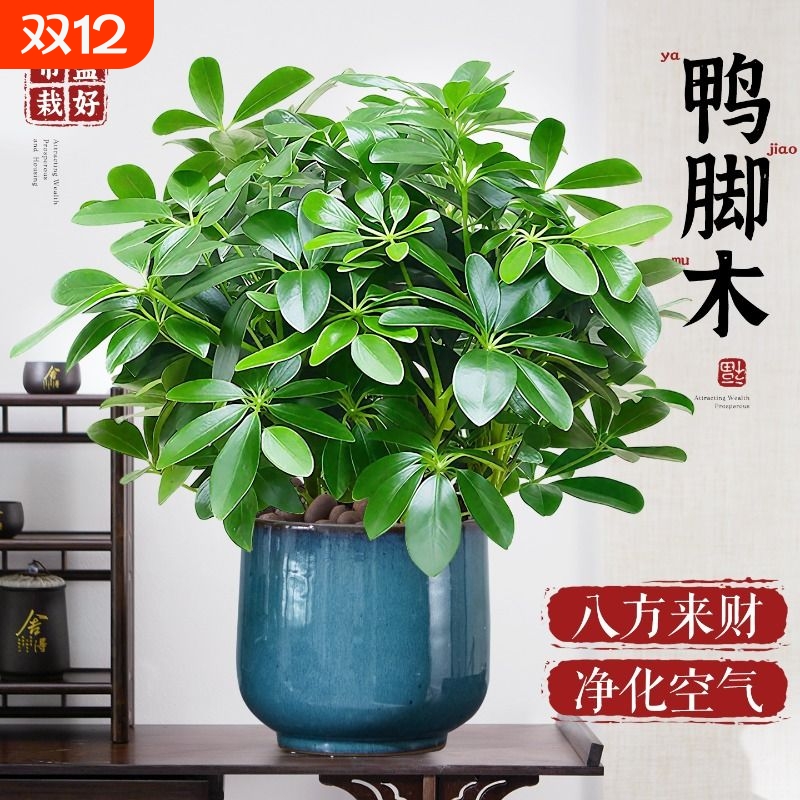 鸭脚木盆栽八方来财桌面绿植