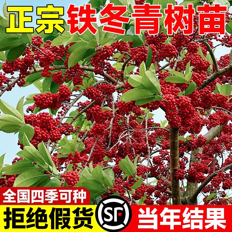 铁冬青树苗红果白银木耐寒四季常绿观果绿化植物庭院木种植开花