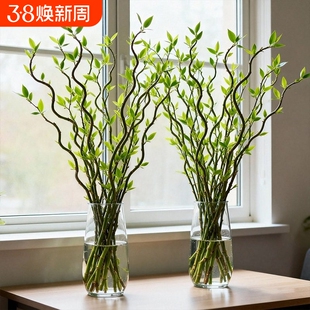 龙柳鲜枝水培植物雪柳干枝带花苞柳条枝客厅绿植花卉室内盆栽好养