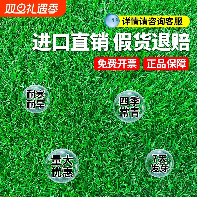 草坪草籽四季常青地毯草绿化黑麦草矮生耐寒草皮草种子护坡多年生