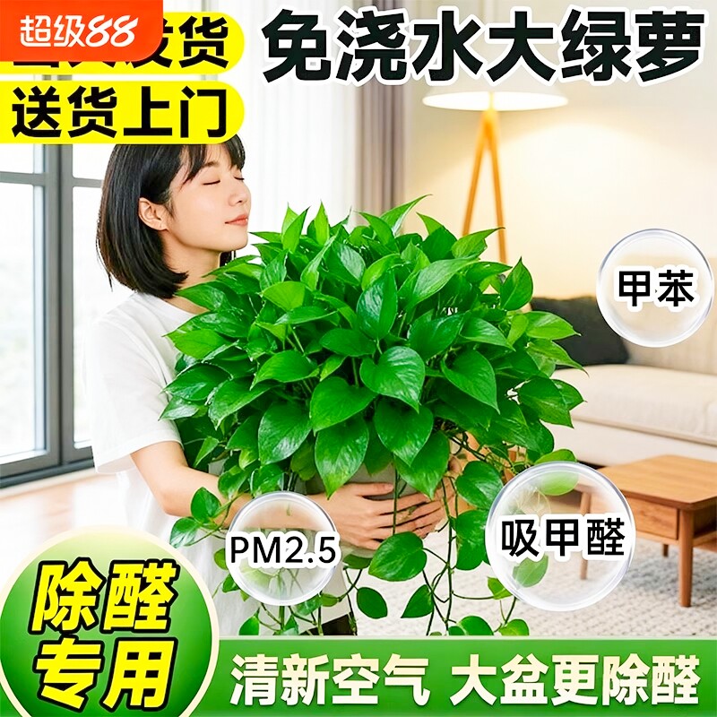 特级大盆绿萝室内盆栽水培吸除甲醛新房长藤大叶绿萝家用四季绿植