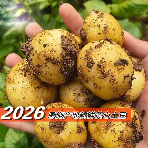 黄心小土豆恩施湖北当季