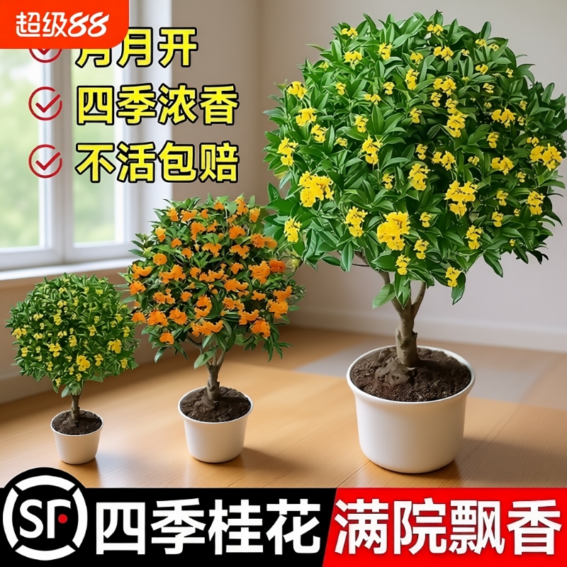 四季桂花树苗金桂庭院浓香原生地栽室内外盆栽八月丹桂花卉绿植物