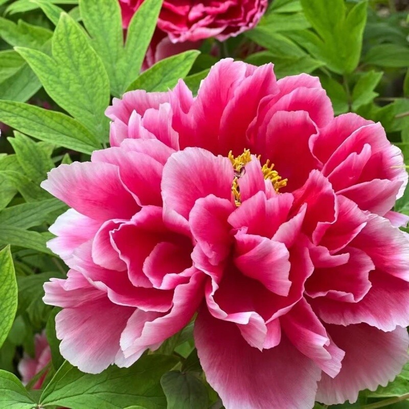 芍药花苗重瓣带芽大花抗寒易活盆栽根块菏泽四季花卉室内庭院植物