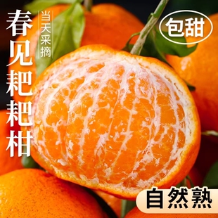 正宗四川春见耙耙柑粑粑柑杷杷柑新鲜水果整箱当季丑桔子橘旗舰店