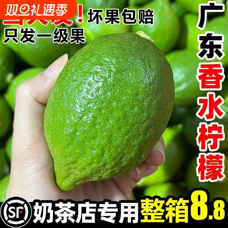 广东香水柠檬新鲜青皮薄一级奶茶店专用商用酸小现摘手打整箱精选