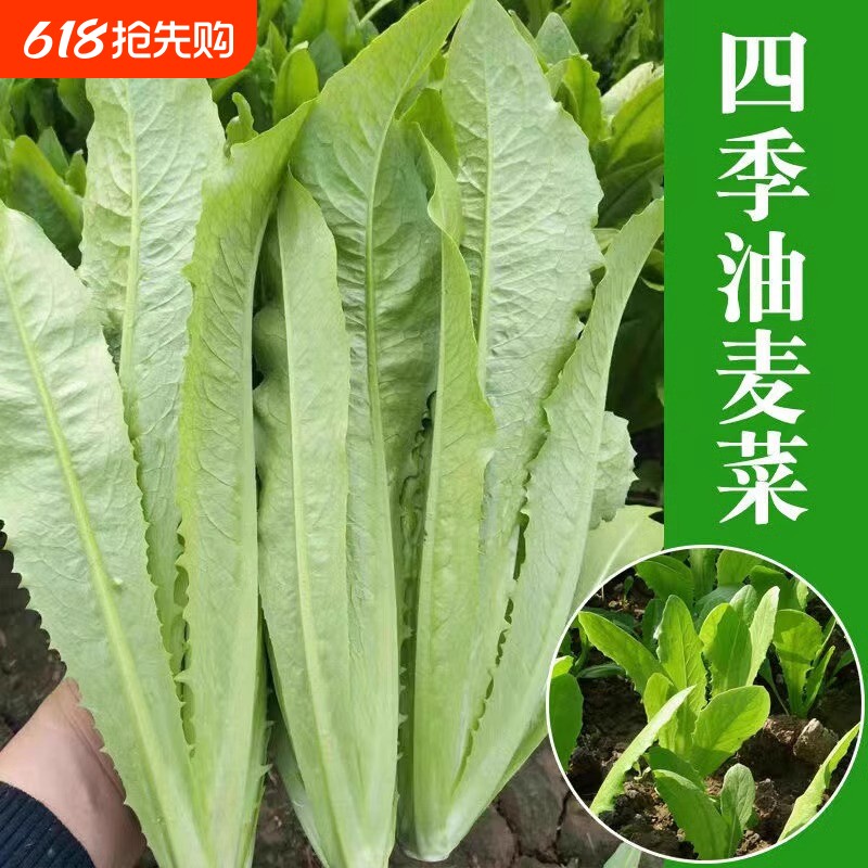 四季油麦菜种子春秋青菜阳台盆栽香菜小葱萝卜辣椒种子贝贝奶油