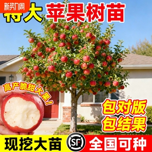 苹果树果苗特大红富士冰糖心果树苗庭院盆栽地栽当年结果特大包活