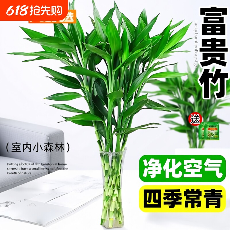 富贵竹水培植物客厅花卉绿植盆栽招财竹室内文昌竹带根转运竹