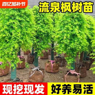 流泉枫树苗造型树苗大型绿植室内阳台客厅黄金流泉枫落地大号盆景