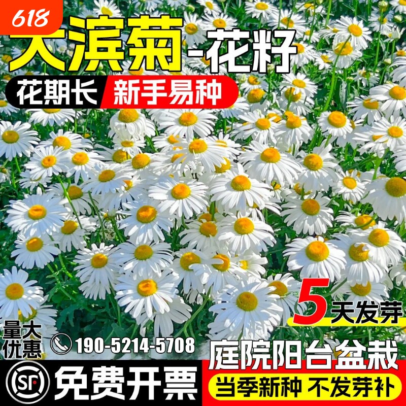 大滨菊种子多年生洋甘菊雏菊 庭院阳台四季播种易活 观赏花卉种籽