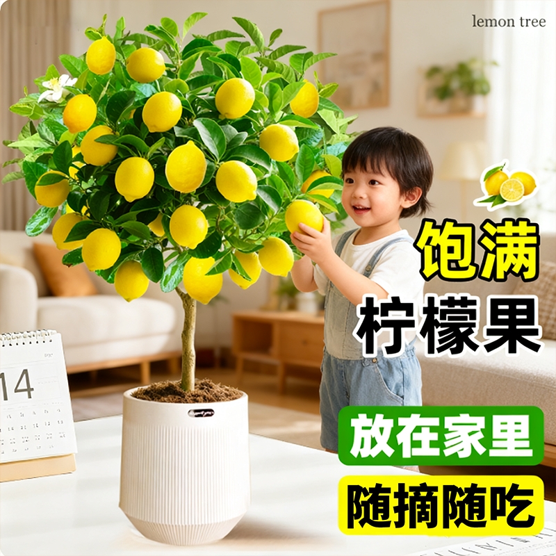 香水柠檬树苗盆栽带果可食用室内客厅果树南方北方种植四季好养活