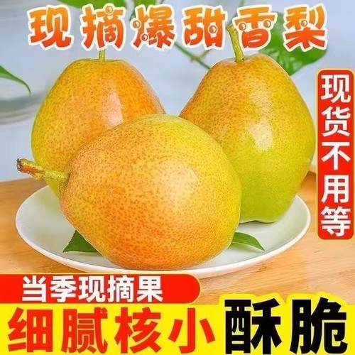 正宗山西红香酥梨香梨应季孕妇水果酥梨薄皮香酥青皮新鲜批发整箱