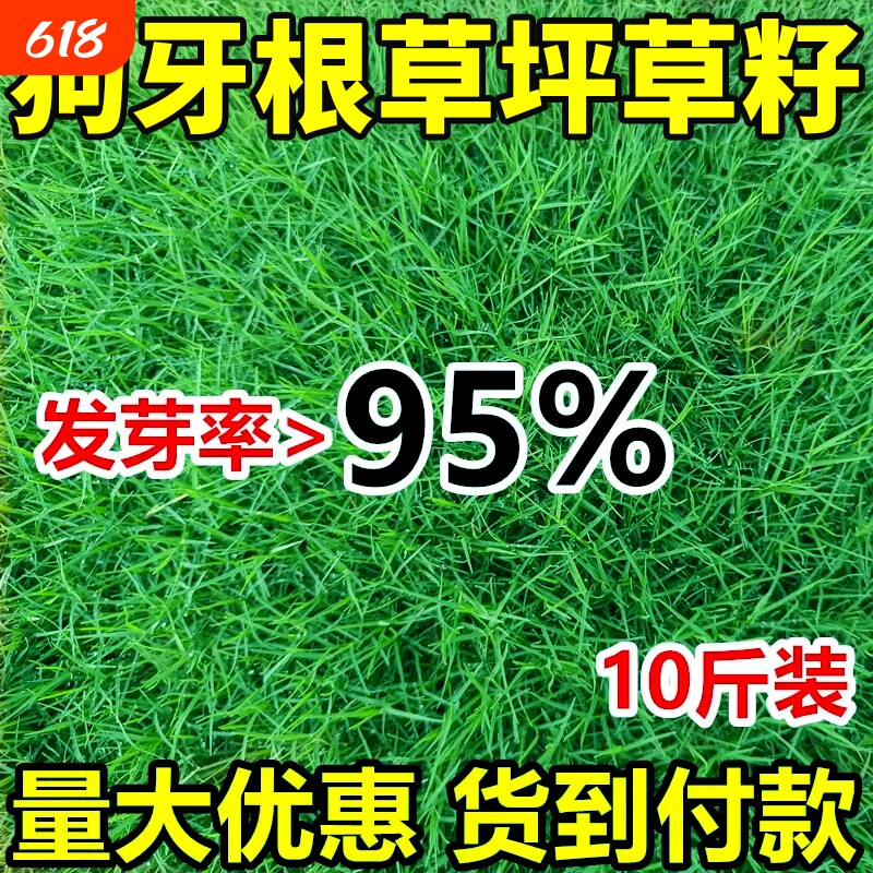 狗牙根草坪草籽四季常青护带壳脱壳净籽耐旱坡固土工程绿化草种子
